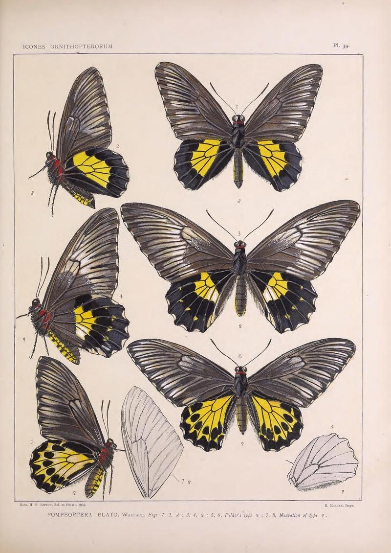 Icones ornithopterorum (Pl. 39) (7704268488)