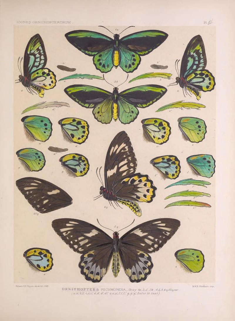 Icones ornithopterorum (Pl. 4) (7704041146)