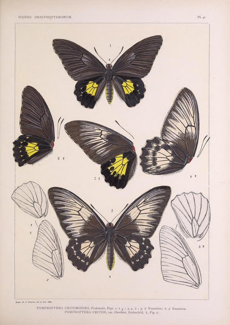 Icones ornithopterorum (Pl. 41) (7704269512)