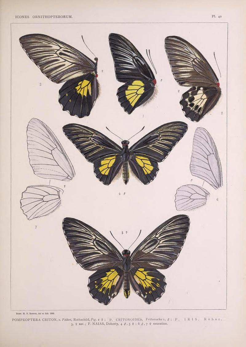 Icones ornithopterorum (Pl. 42) (7704270376)
