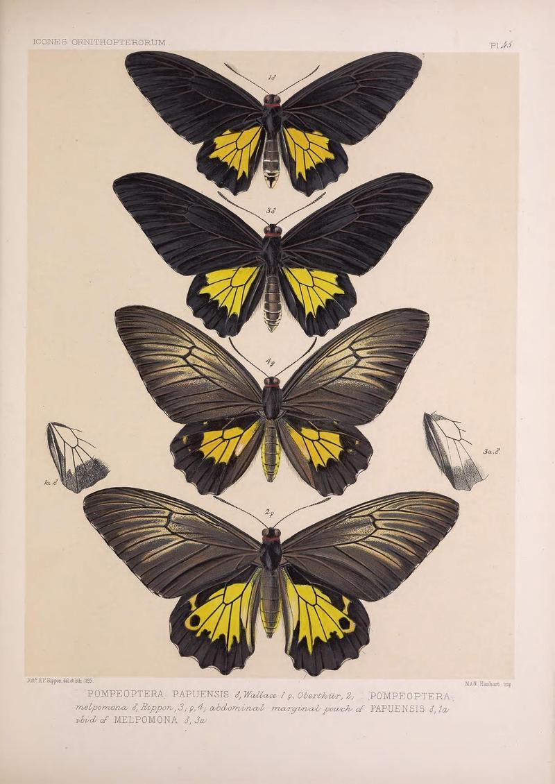 Icones ornithopterorum (Pl. 45) (7704272656)