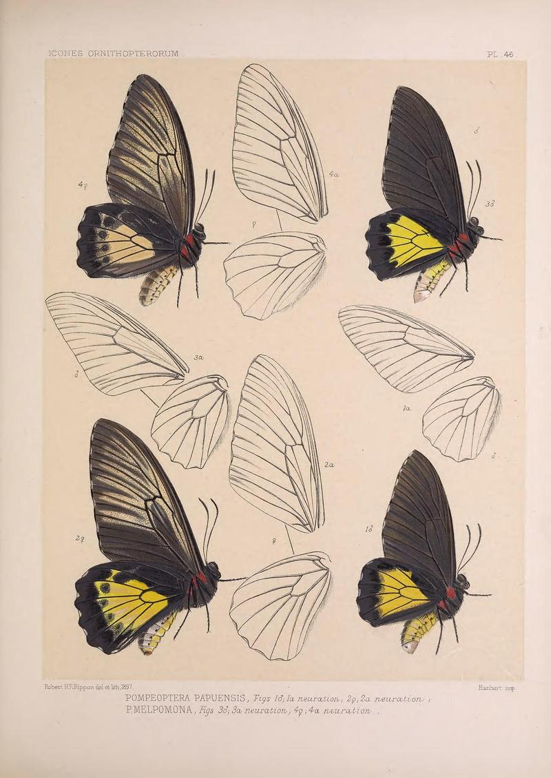 Icones ornithopterorum (Pl. 46) (7704273652)