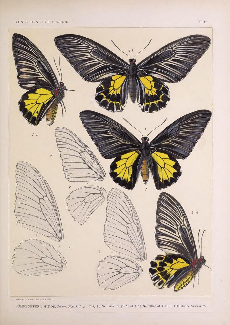 Icones ornithopterorum (Pl. 47) (7704274398)