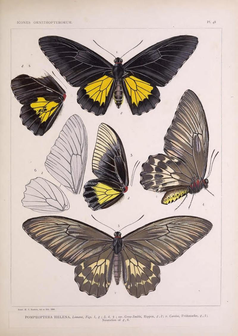 Icones ornithopterorum (Pl. 48) (7704275212)