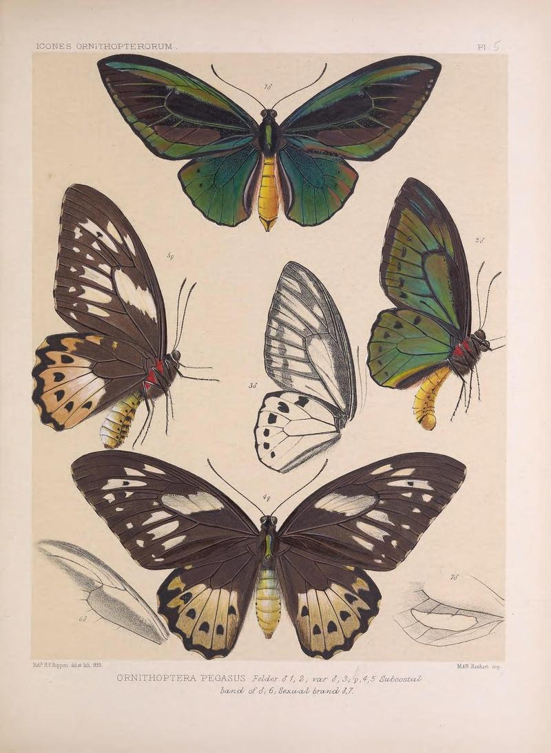 Icones ornithopterorum (Pl. 5) (7704041924)