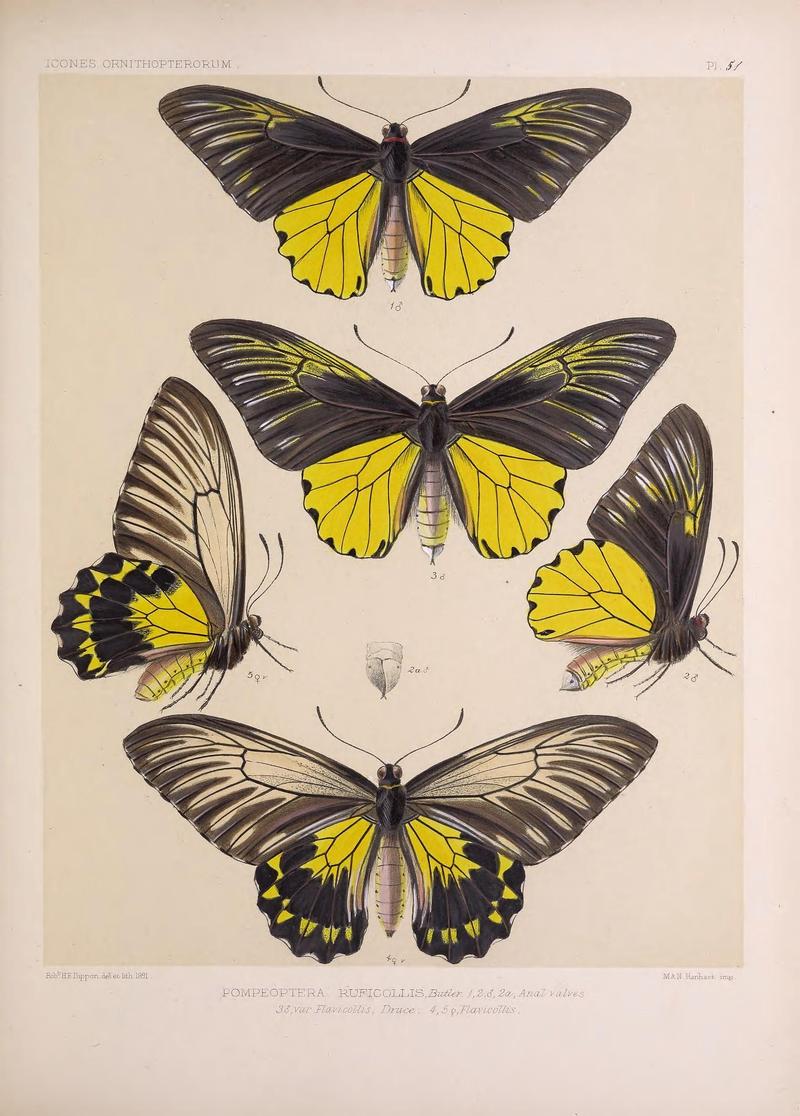 Icones ornithopterorum (Pl. 51) (7704277332)