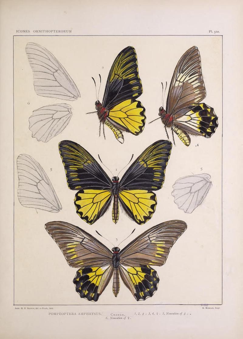 Icones ornithopterorum (Pl. 51a) (7704278054)