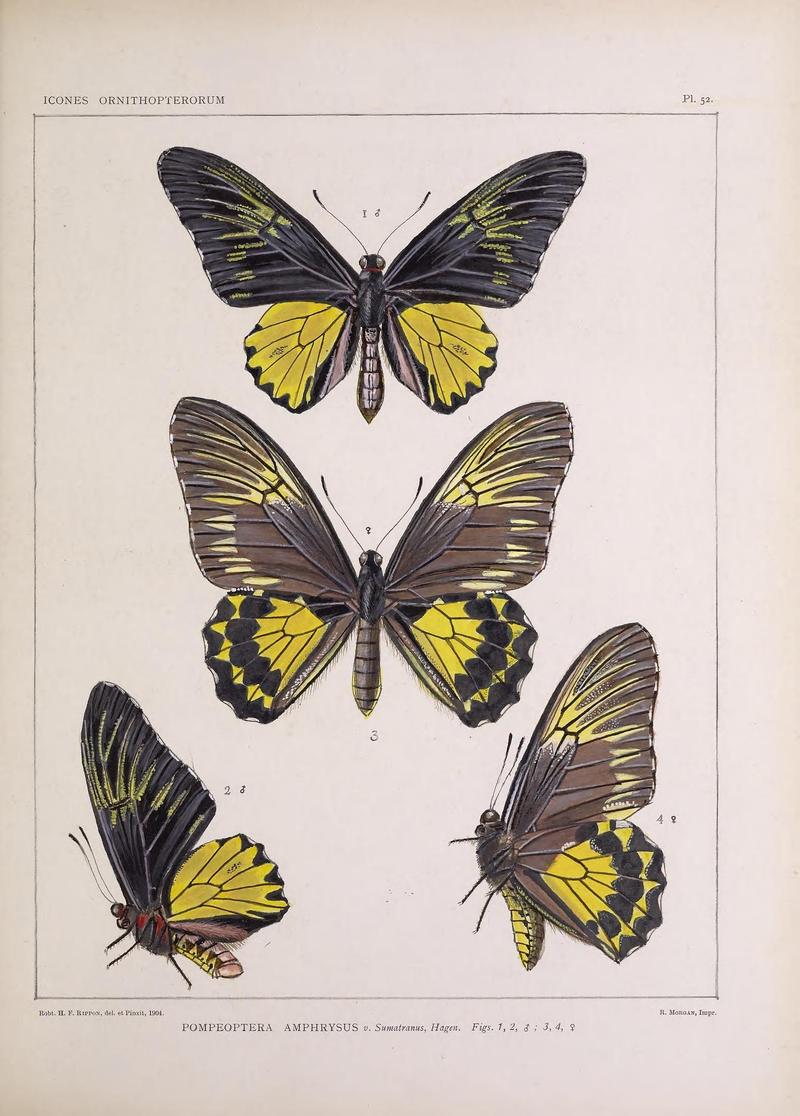 Icones ornithopterorum (Pl. 52) (7704278820)