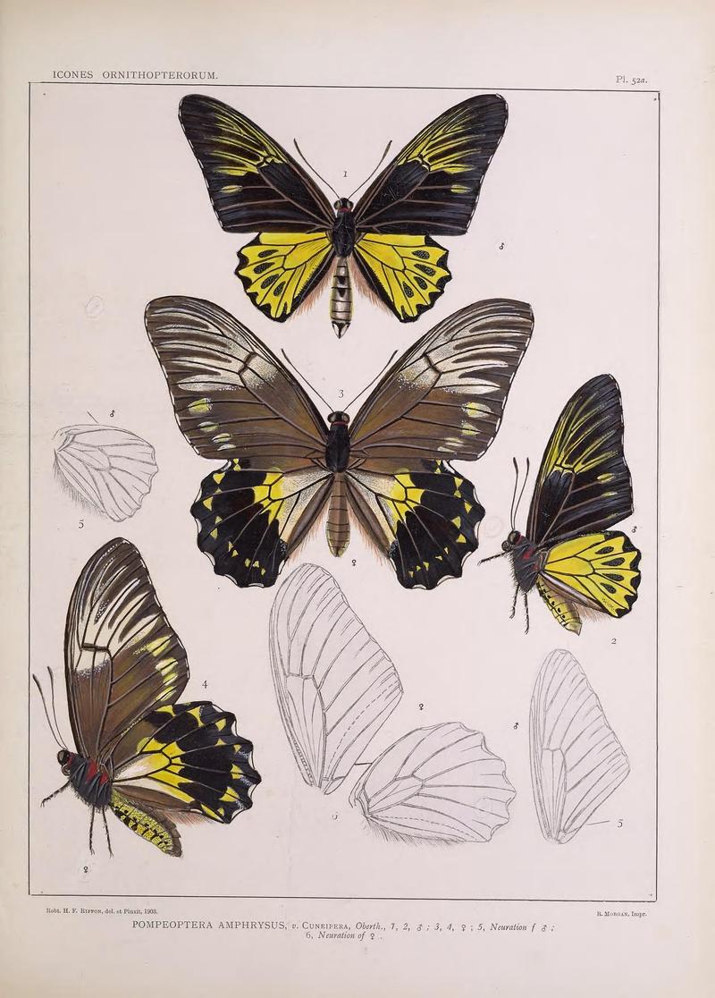 Icones ornithopterorum (Pl. 52a) (7704279648)