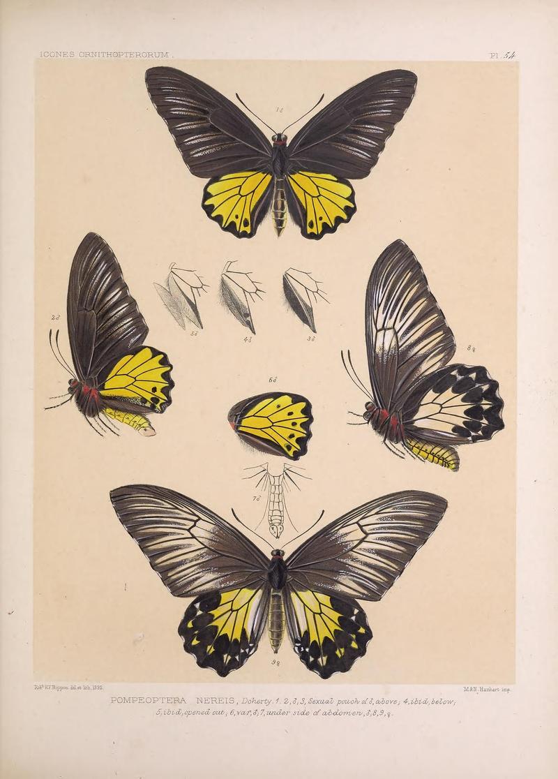 Icones ornithopterorum (Pl. 54) (7704281056)