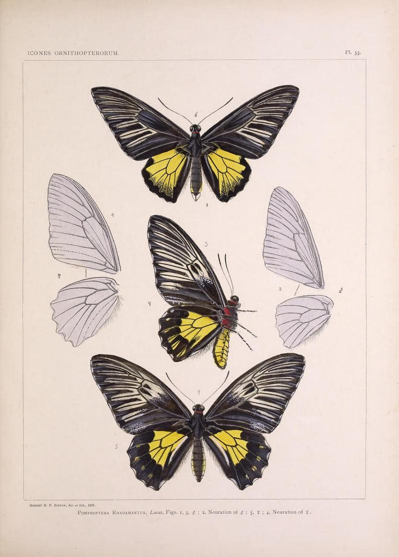 Icones ornithopterorum (Pl. 55) (7704281796)