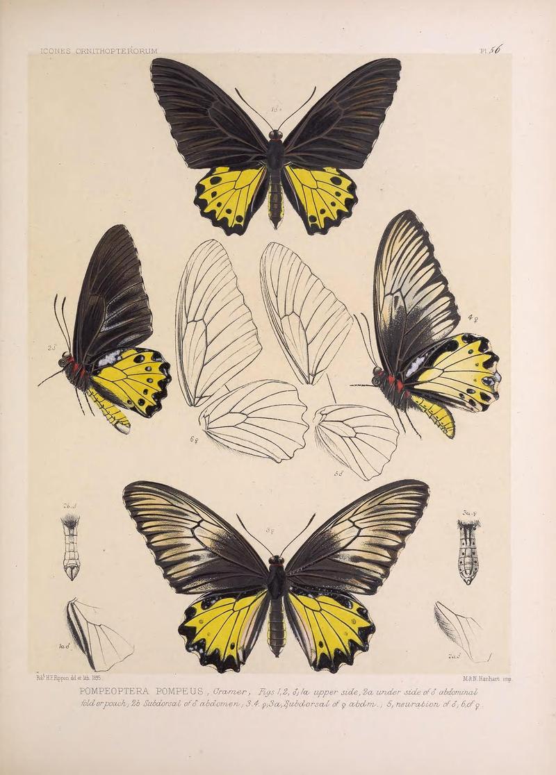 Icones ornithopterorum (Pl. 56) (7704282544)
