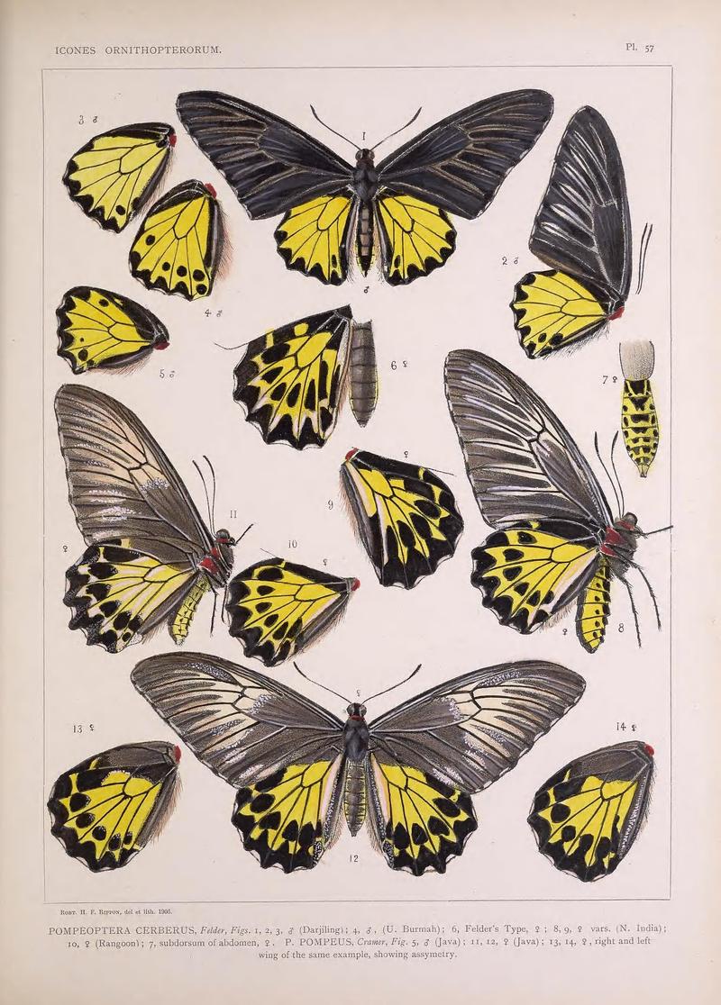 Icones ornithopterorum (Pl. 57) (7704283446)