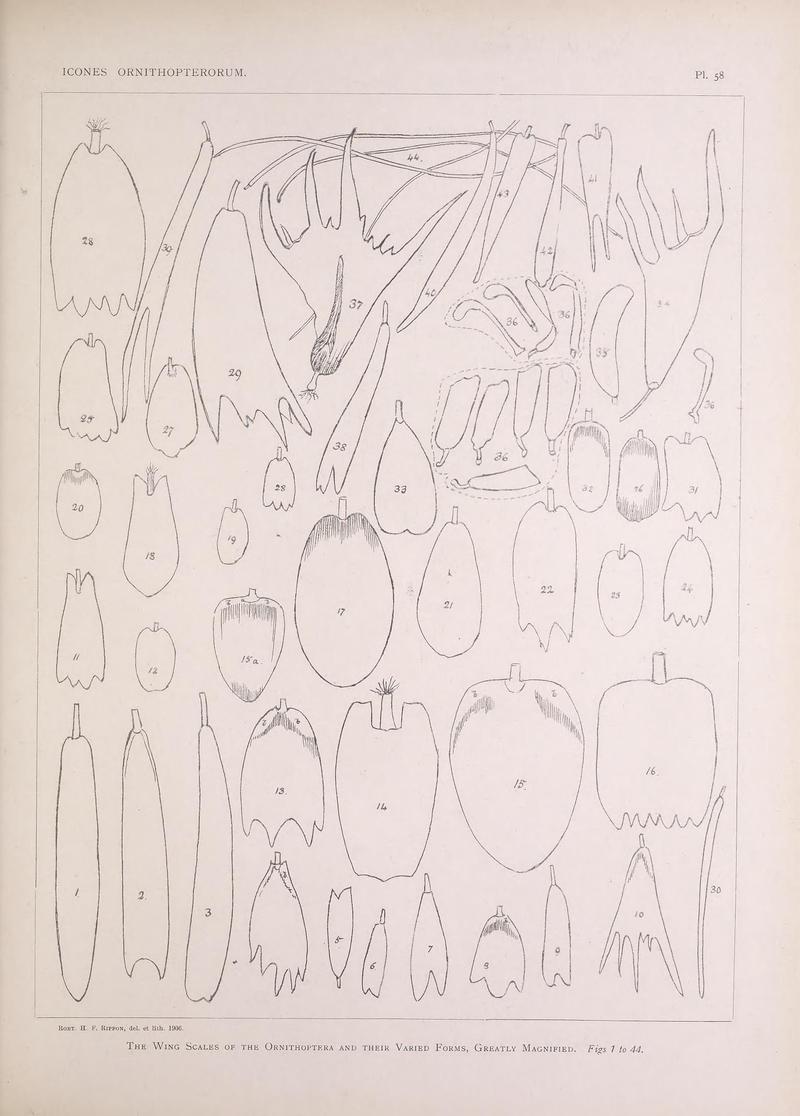 Icones ornithopterorum (Pl. 58) (7704284086)
