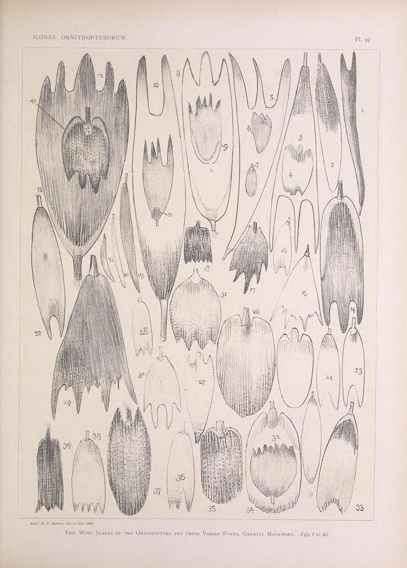 Icones ornithopterorum (Pl. 59) (7704284908)