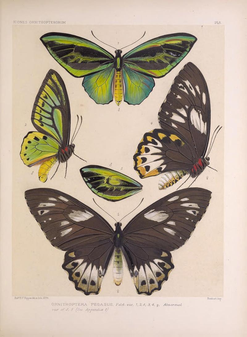 Icones ornithopterorum (Pl. 6) (7704042776)