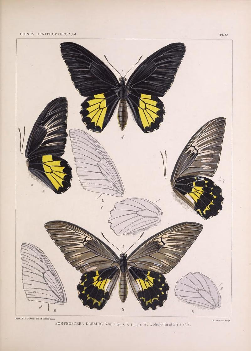 Icones ornithopterorum (Pl. 60) (7704285730)