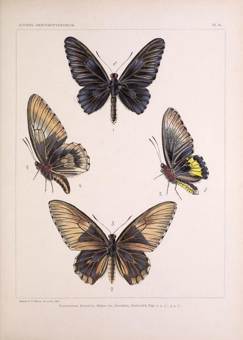 Icones ornithopterorum (Pl. 61) (7704286546)