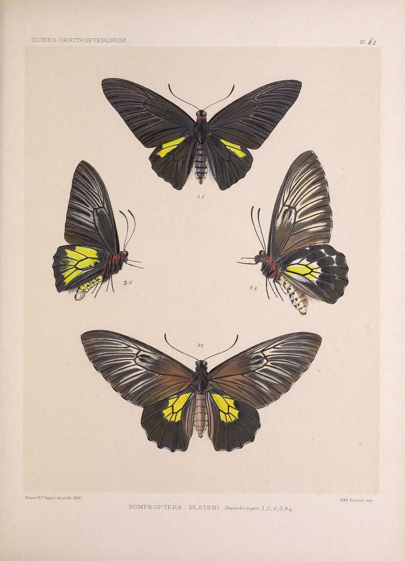 Icones ornithopterorum (Pl. 62) (7704287378)