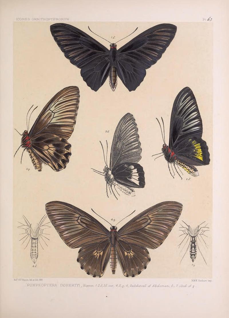 Icones ornithopterorum (Pl. 63) (7704288224)