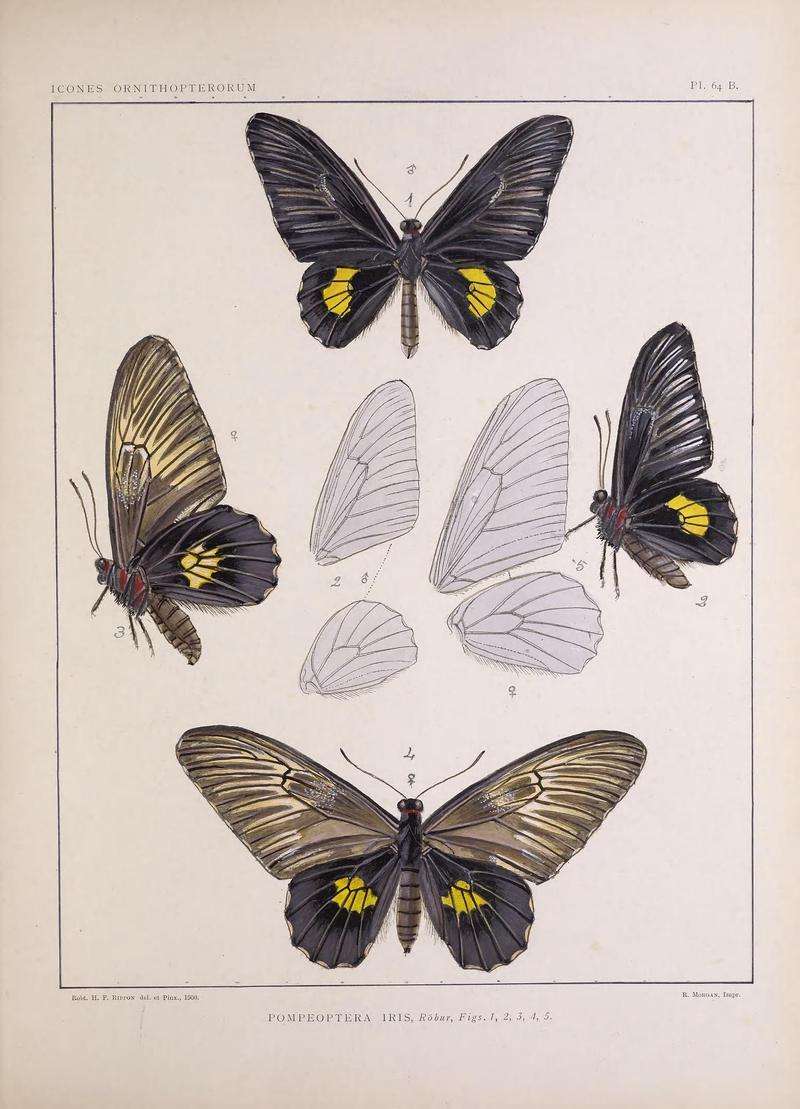 Icones ornithopterorum (Pl. 64 B.) (7704289948)