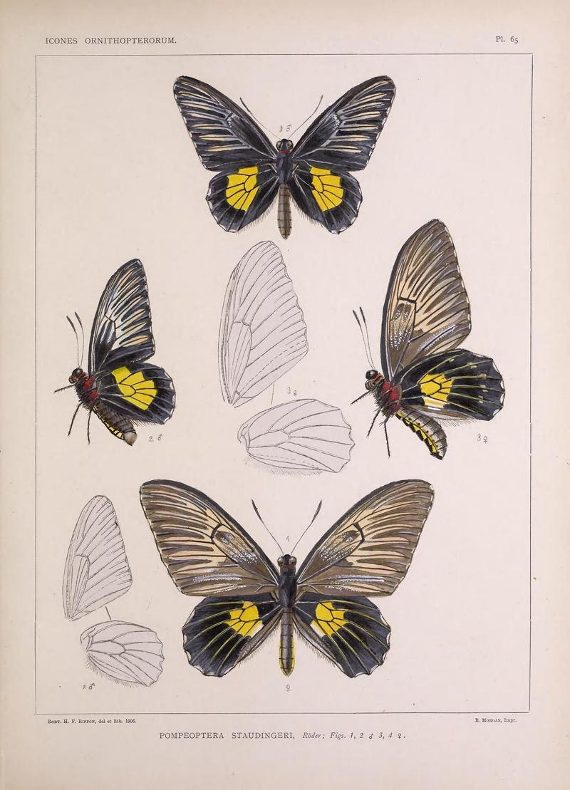 Icones ornithopterorum (Pl. 65) (7704290796)