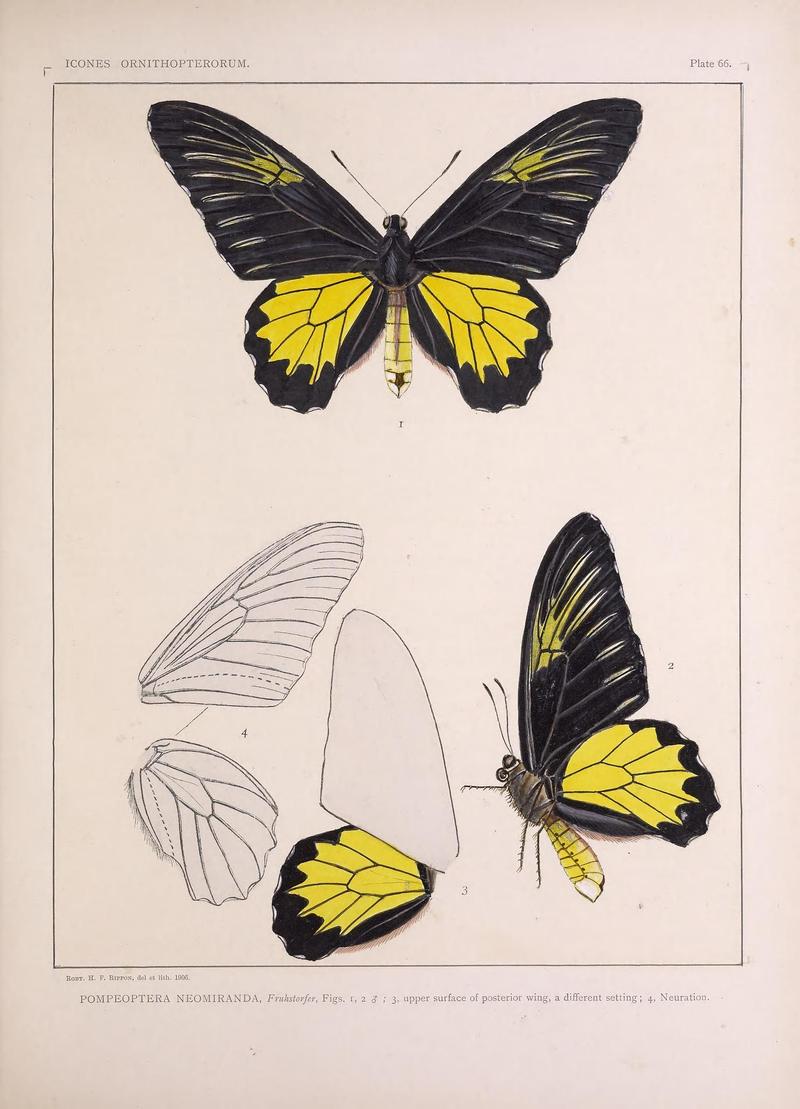 Icones ornithopterorum (Pl. 66) (7704291518)