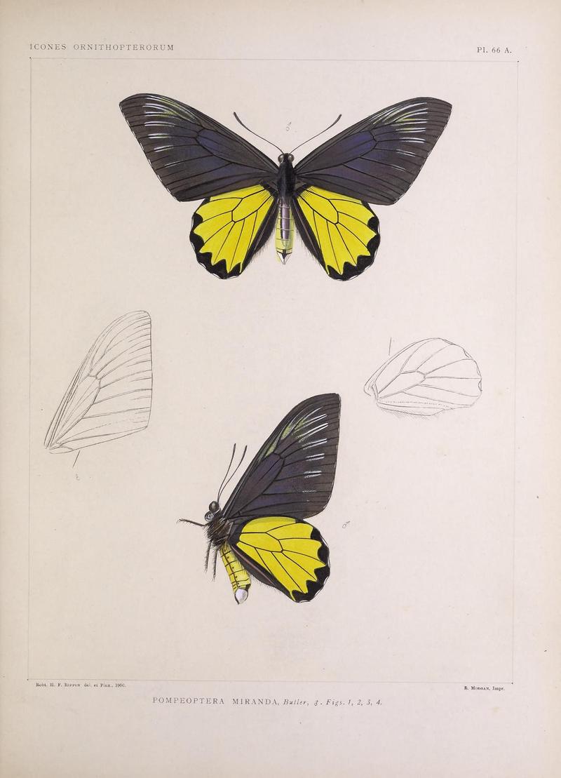 Icones ornithopterorum (Pl. 66 A.) (7704292180)