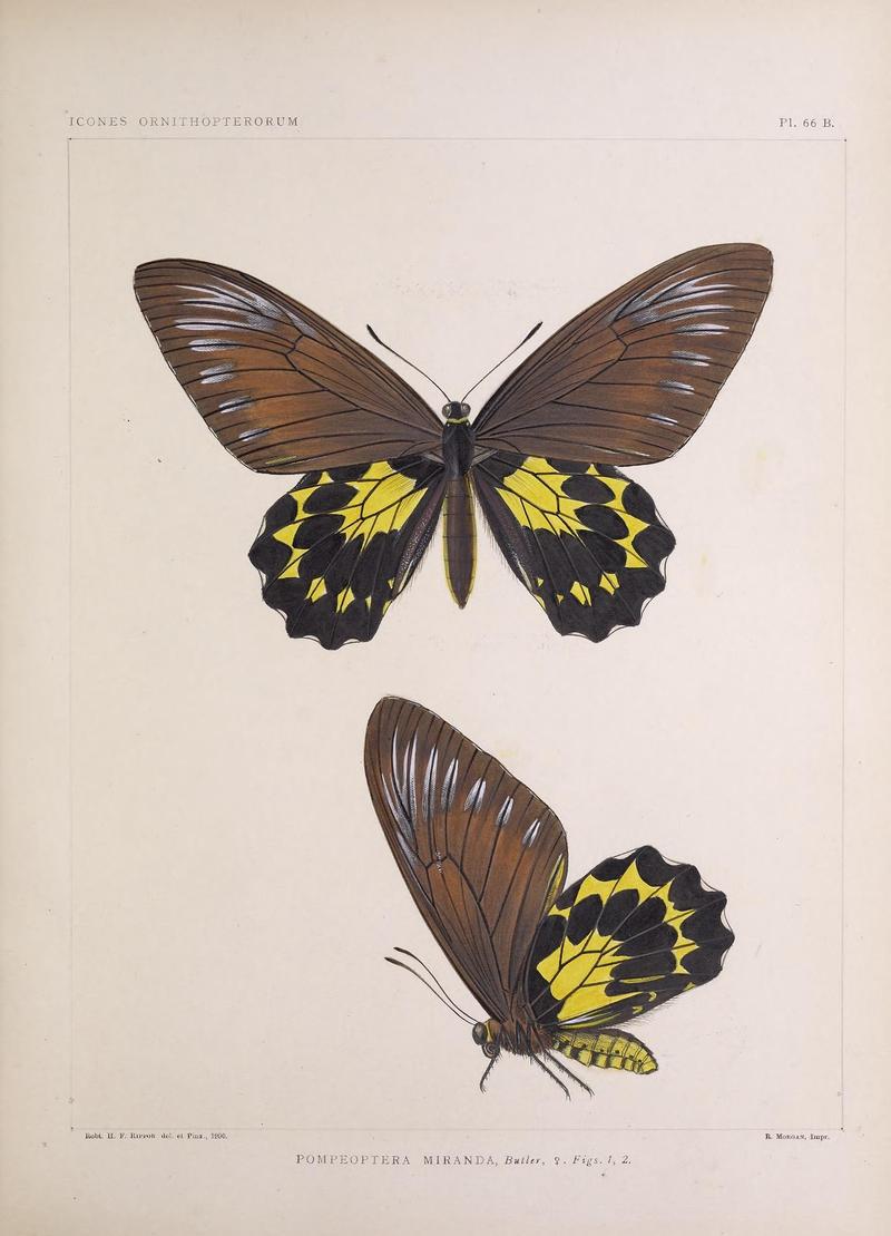 Icones ornithopterorum (Pl. 66 B.) (7704292930)