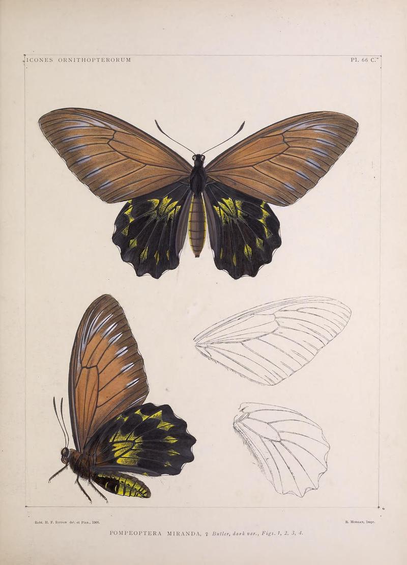 Icones ornithopterorum (Pl. 66 C.) (7704293624)