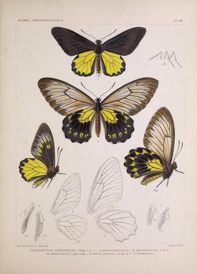 Icones ornithopterorum (Pl. 66d) (7704294288)