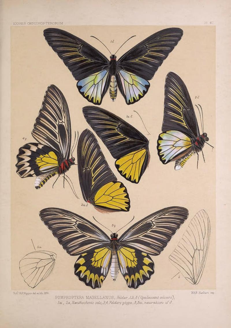 Icones ornithopterorum (Pl. 67) (7704295082)