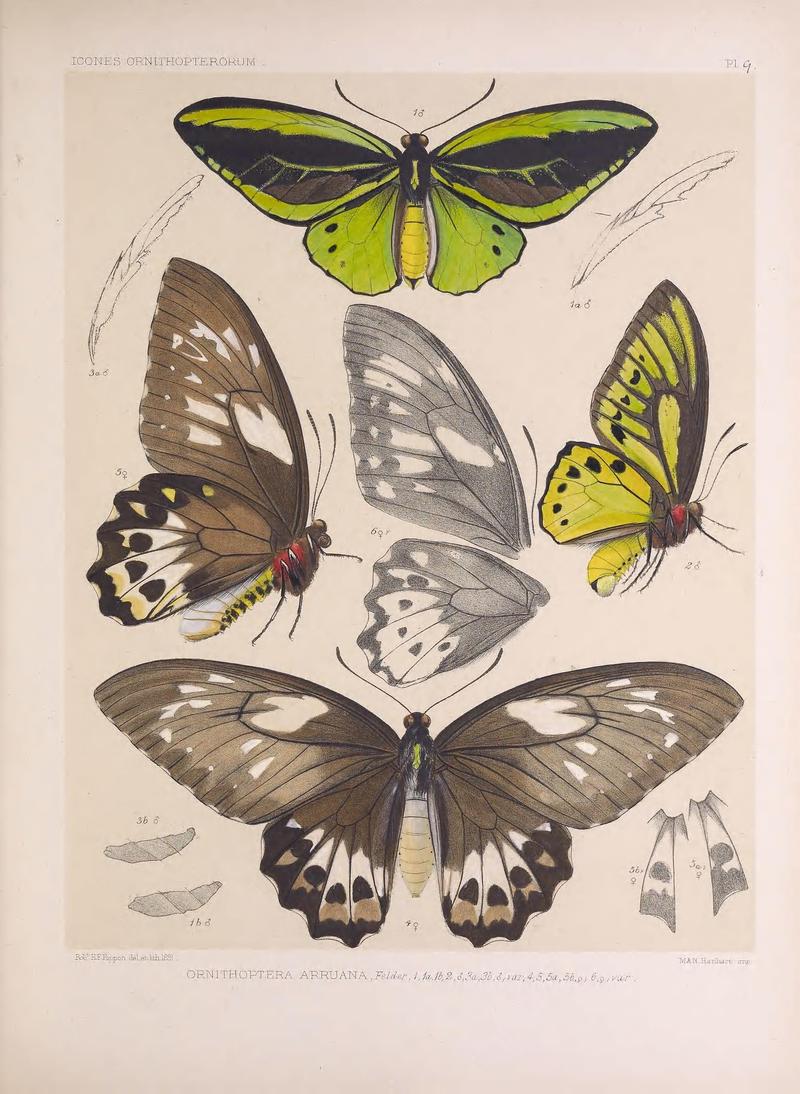 Icones ornithopterorum (Pl. 9) (7704047516)