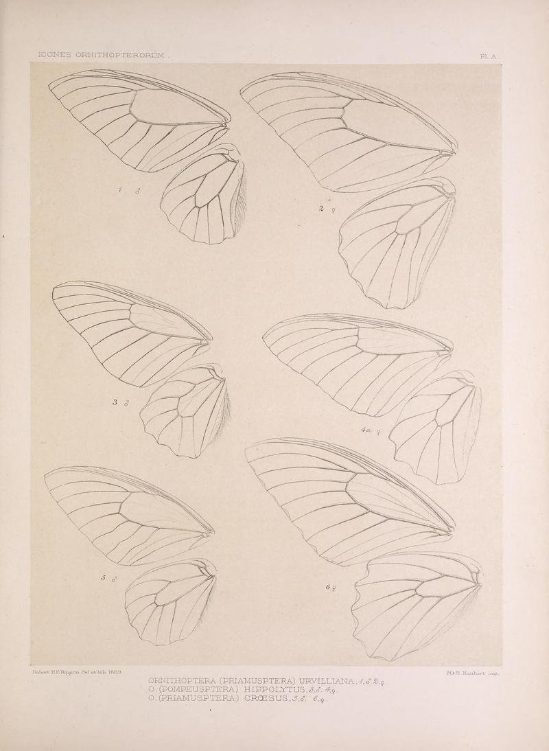 Icones ornithopterorum (Pl. A) (7704061034)