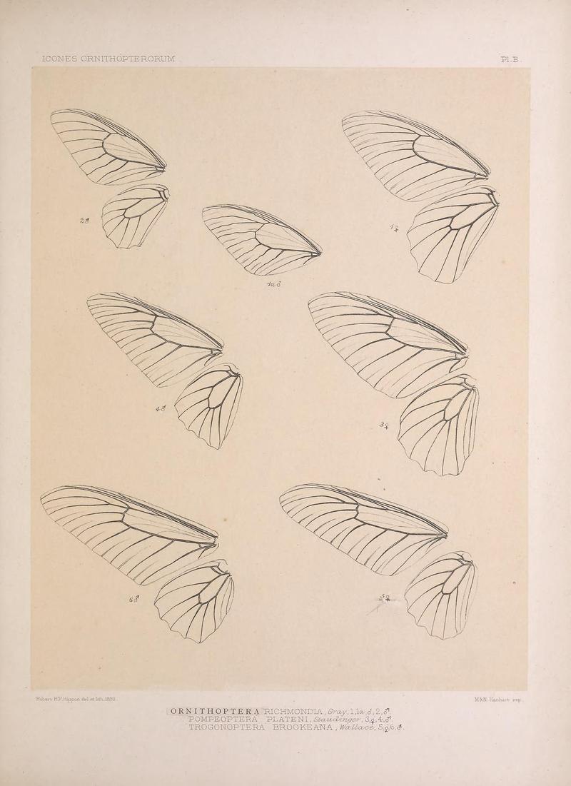 Icones ornithopterorum (Pl. B.) (7704295796)