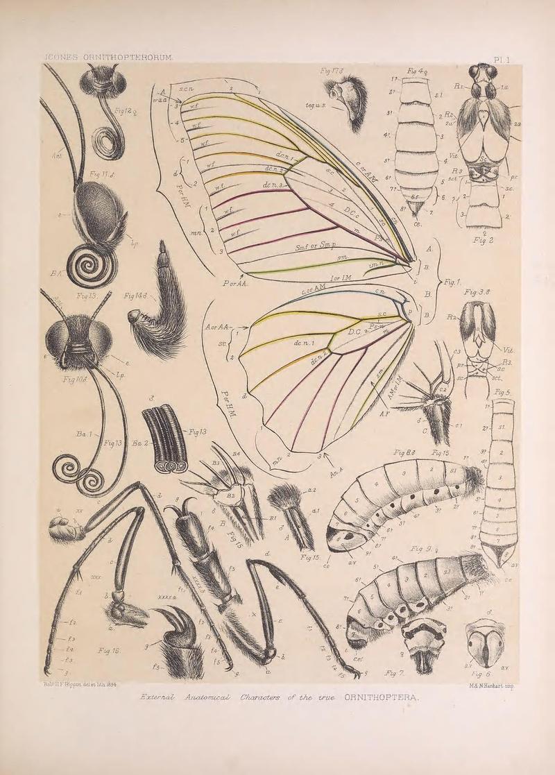 Icones ornithopterorum (Pl. I) (7704024532)