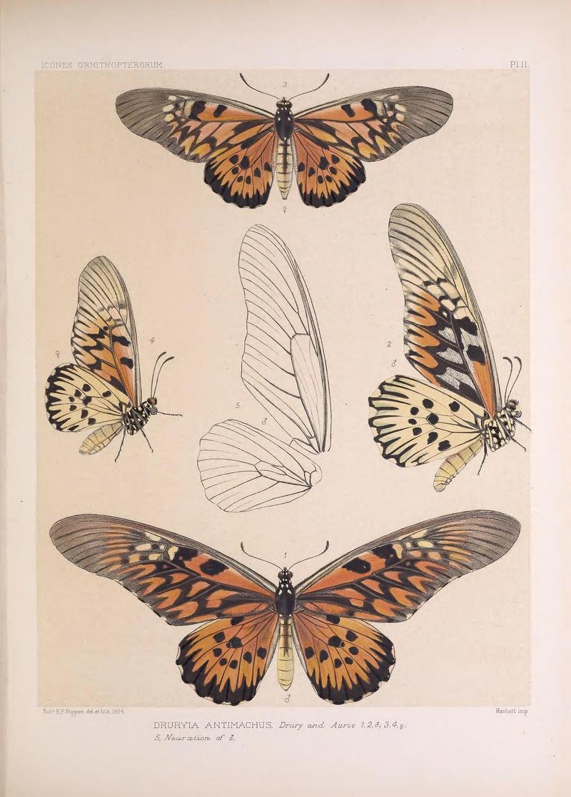 Icones ornithopterorum (Pl. II) (7704025236)