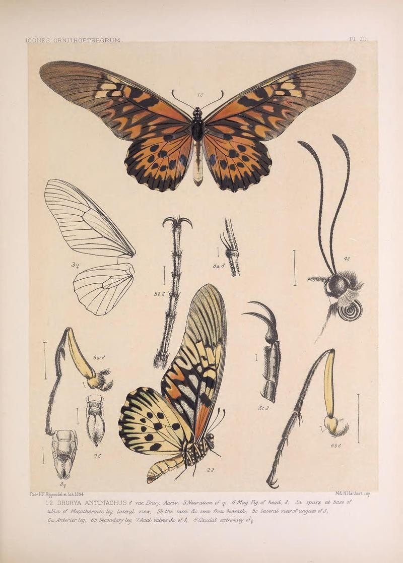 Icones ornithopterorum (Pl. III) (7704025942)