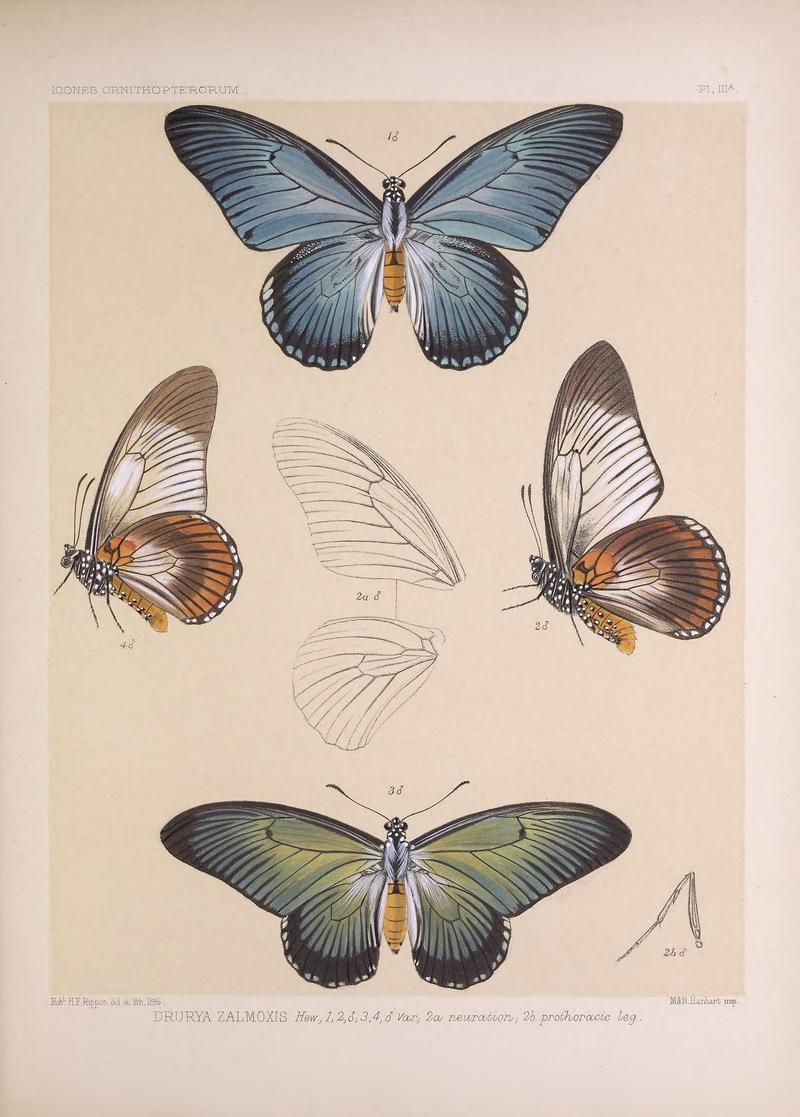 Icones ornithopterorum (Pl. IIIA) (7704026586)