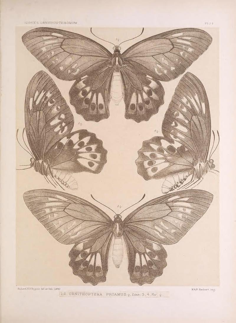 Icones ornithopterorum (Pl. I b) (7704036900)