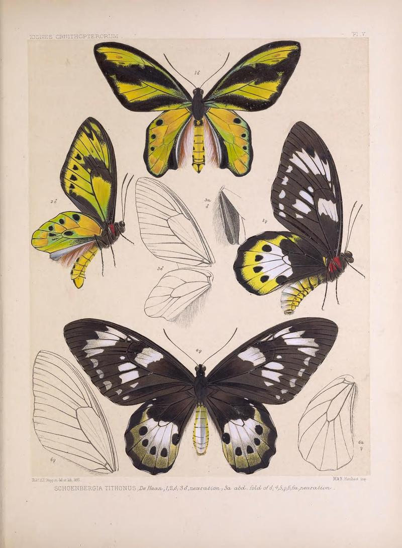 Icones ornithopterorum (Pl. V) (7704033166)