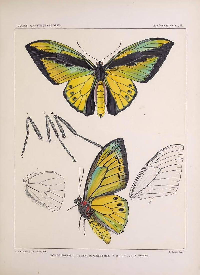 Icones ornithopterorum (Supplementary Plate E.) (7704296532)