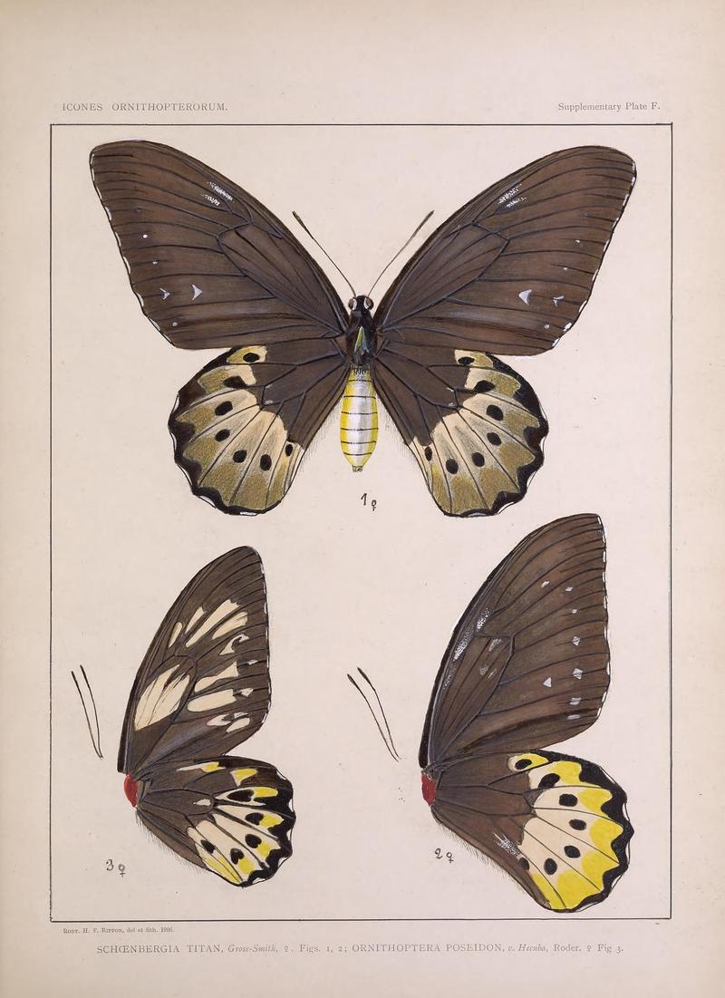 Icones ornithopterorum (Supplementary Plate F.) (7704297210)