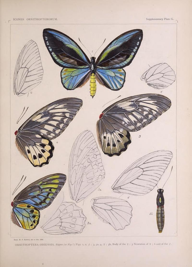 Icones ornithopterorum (Supplementary Plate G.) (7704298018)