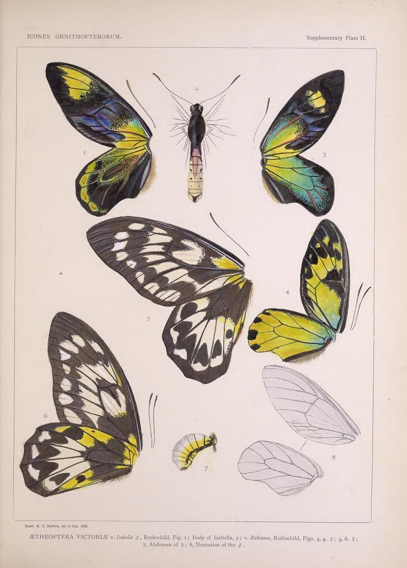 Icones ornithopterorum (Supplementary Plate H.) (7704298824)