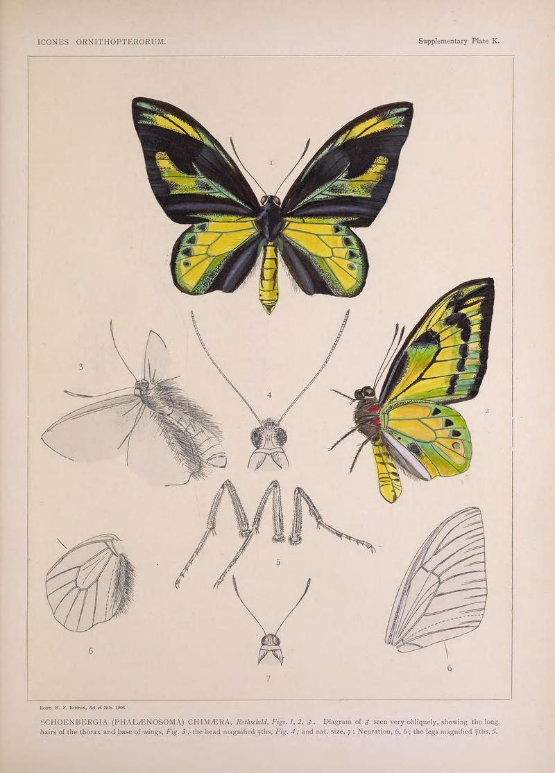 Icones ornithopterorum (Supplementary Plate K.) (7704299594)