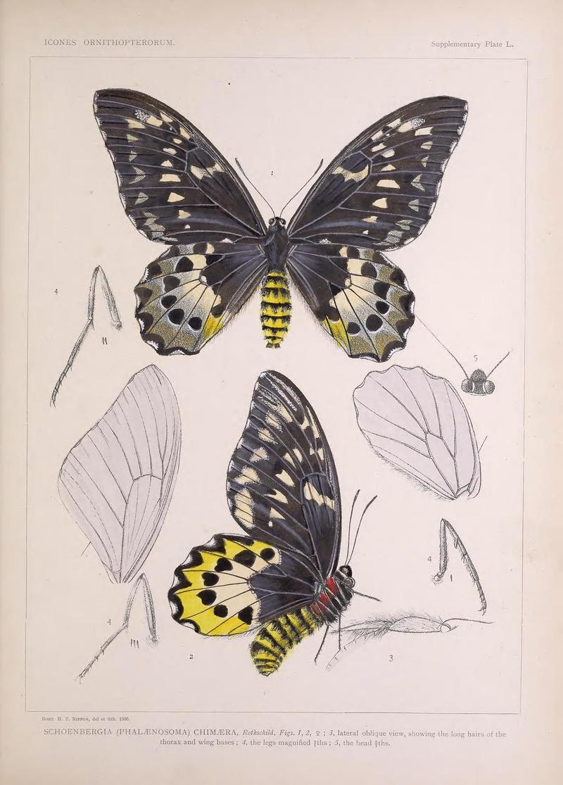 Icones ornithopterorum (Supplementary Plate L.) (7704300346)