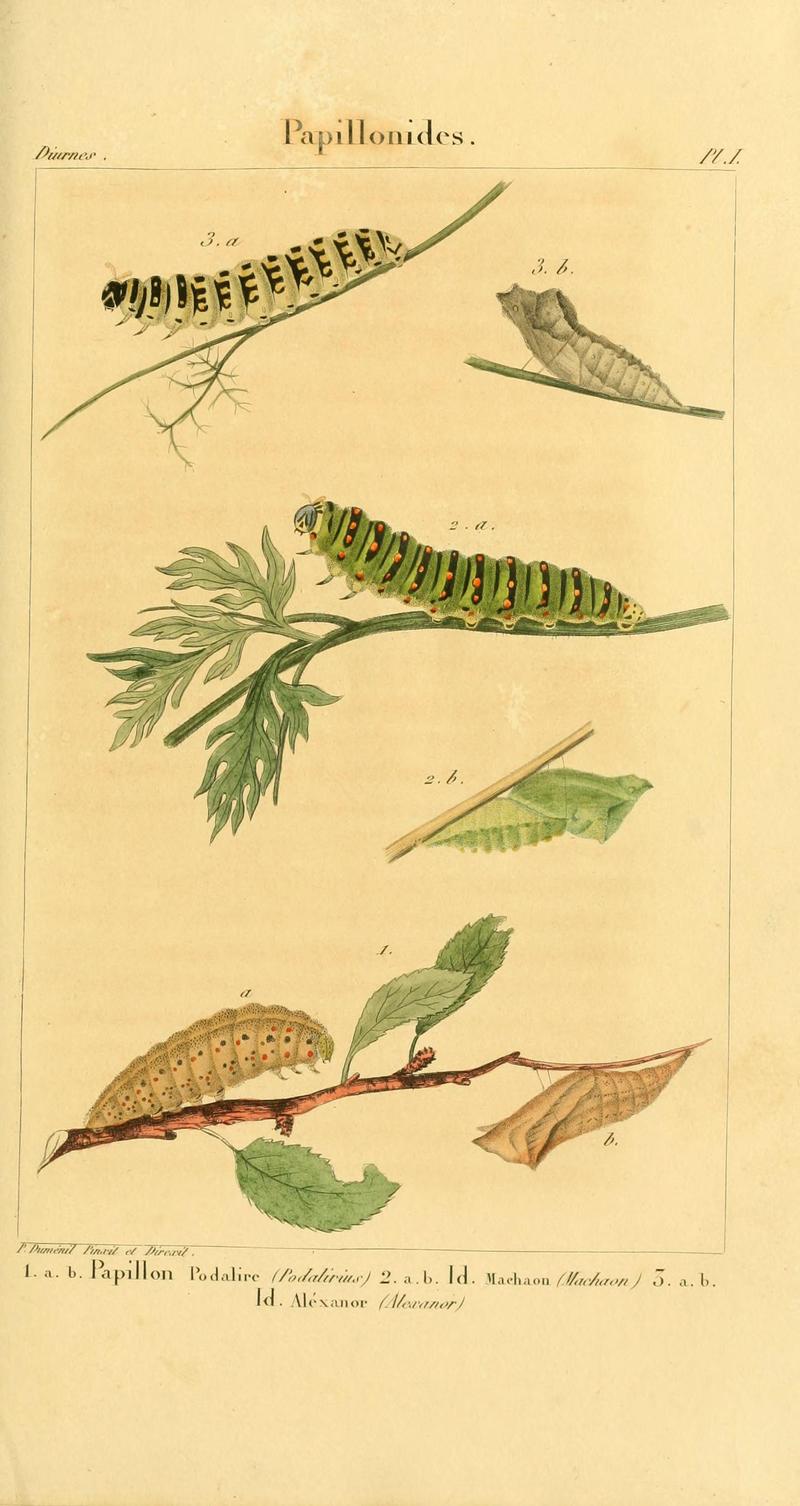 Iconographie et histoire naturelle des chenilles pour servir de complément à l'Histoire naturelle des lépidoptères ou papillons de France, de MM. Godart et Duponchel (Pl. I) (6059160203)
