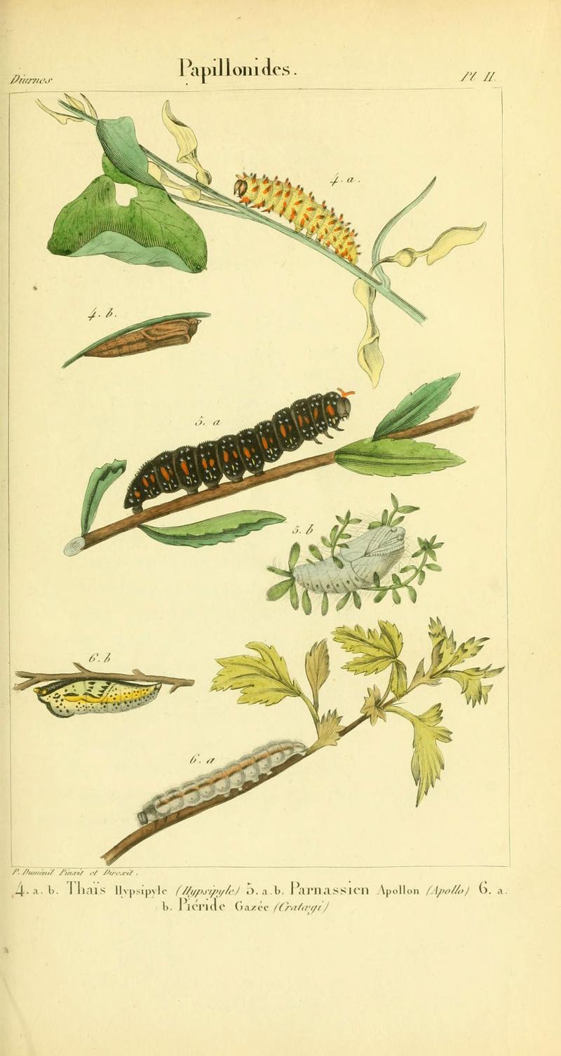 Iconographie et histoire naturelle des chenilles pour servir de complément à l'Histoire naturelle des lépidoptères ou papillons de France, de MM. Godart et Duponchel (Pl. II) (6059160661)