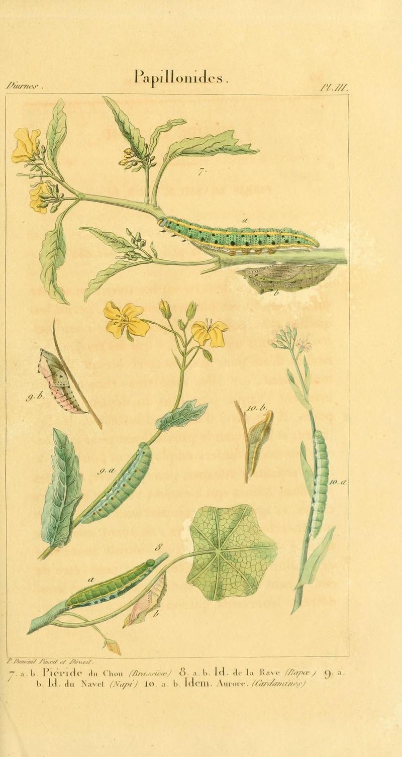 Iconographie et histoire naturelle des chenilles pour servir de complément à l'Histoire naturelle des lépidoptères ou papillons de France, de MM. Godart et Duponchel (Pl. III) (6059708482)